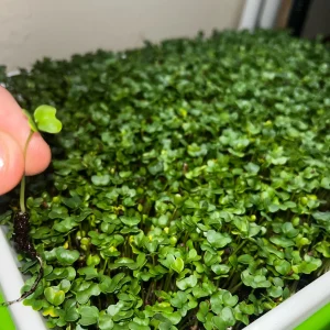 Micro-Broccoli