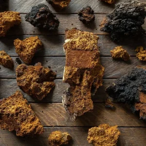 Chaga Mushroom