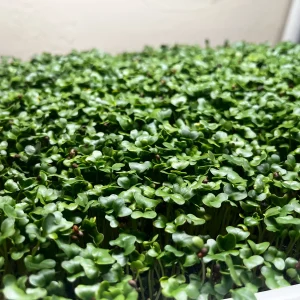 Micro-Broccoli Tray