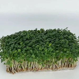 Micro-Arugula Tray