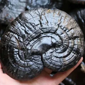 1 lb Dried Black Reishi Mushroom