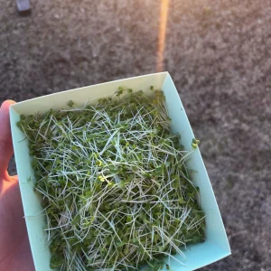 Micro-Mustard