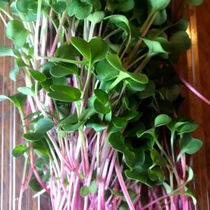 Micro-Radish Tray