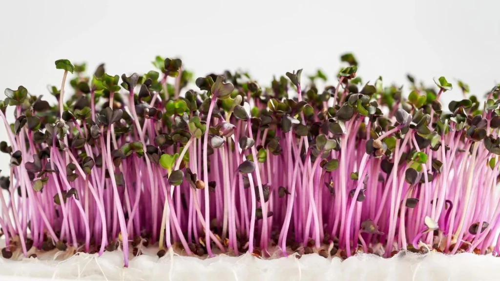 Micro-Cabbage Tray
