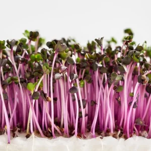 Micro-Cabbage Tray