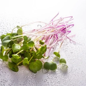 Micro-Radish